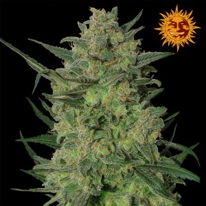 Семена Barneys farm L.S.D. Feminized 5 шт.
