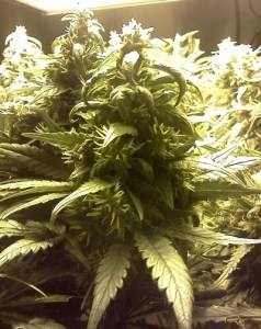 Семена Barneys farm Pineapple chunk feminized