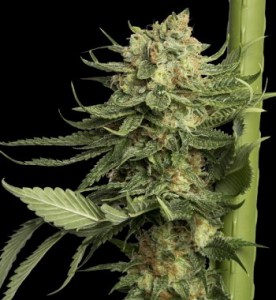 Семена DNA Genetics 24K Gold feminized