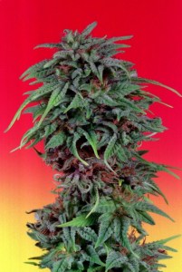 Семена Dutch Passion Durban Poison feminized
