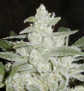 Семена Dutch Bulk Auto White Widow autofem 20 шт.