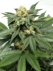 семена 'Auto Bubblegum' autofeminized