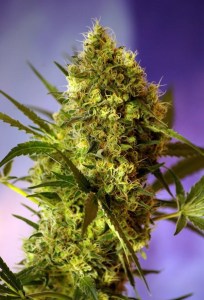 Семена Dutch Bulk Big Devil autofeminized 20 шт.