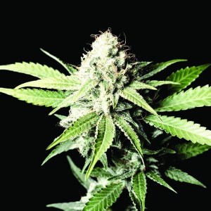 Семена Dutch Bulk Great white shark feminized 20 шт.