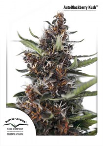 Семена Dutch Passion Auto Blackberry Kush autofem 7 шт.
