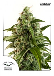 Семена Dutch Passion Auto Euforia autofem 7 шт.