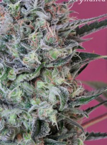 Семена Mandala seeds Krystalika regular