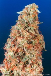 Семена Dutch Passion Power Plant feminized 3 шт.