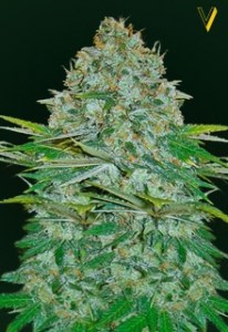 Семена Victory seeds Auto Jack Herrer autofem 5 шт.