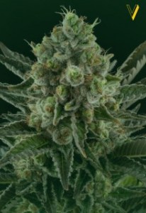 Семена Victory seeds Auto White Widow autofem 5 шт.