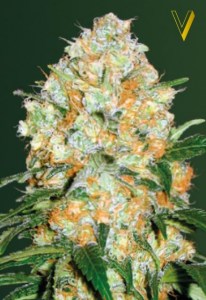 Семена Victory seeds Auto Bubblegum + autofem 10 шт.