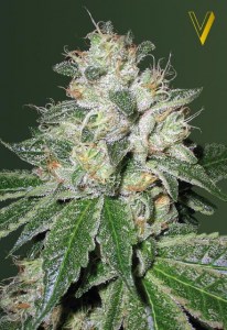 Семена Victory seeds Auto OG Kush autofem 10 шт.