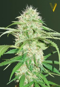 Семена Victory seeds Auto Super Mazar autofem 10 шт.