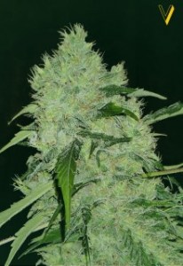 Семена Victory seeds Bubblegum + fem 5 шт.