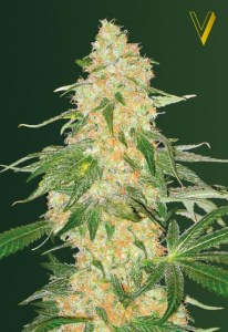 Семена Victory seeds Super Extra Skunk fem 10 шт.