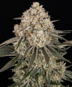 ak_bf_fem
