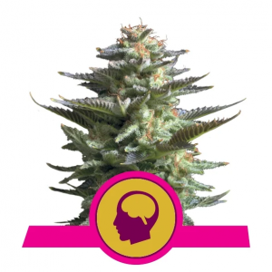 amnesia_haze