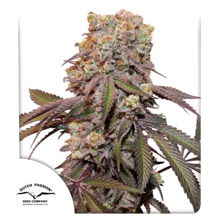 auto_candy_bubatz_xl
