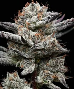 black_cherry_gushers_fem