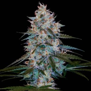chocolope_kush_reg