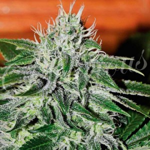 critical_jack_herer_fem