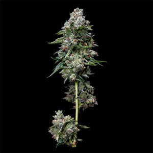dna_kosher_kush