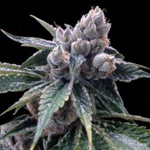 dna_white_walker_kush
