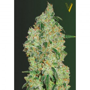 fem_great_white_shark