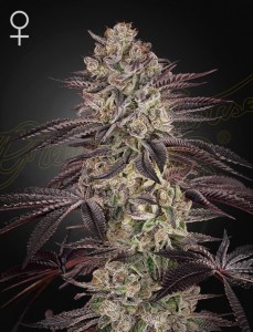 ghs_biscotti_auto
