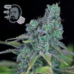 jack_herer_fast_fem