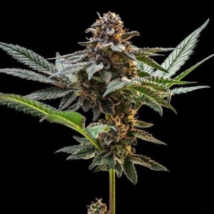 jelly_cake_fem9