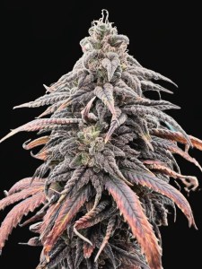 mimosa_orange_punch_fem