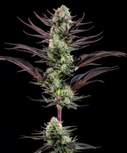 thin_mint_frosting_f1_fem