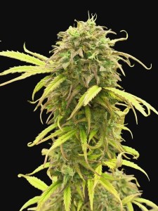 wedding_cake_auto_1